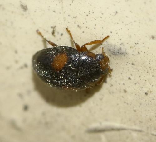 Réf. 296 867 : Scymnus sp.
